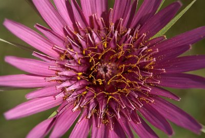Spiky Purple Flower with Yellow Pollen