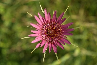 Spiky Purple Flower with Yellow Pollen 04