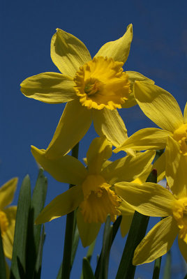 Daffodils in Spring