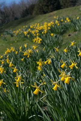 Daffodils in Spring 04