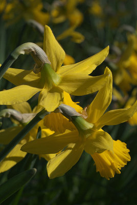 Daffodils in Spring 06