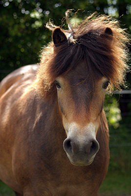 Chestnut Pony from Front