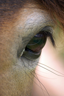Chestnut Ponys Eye