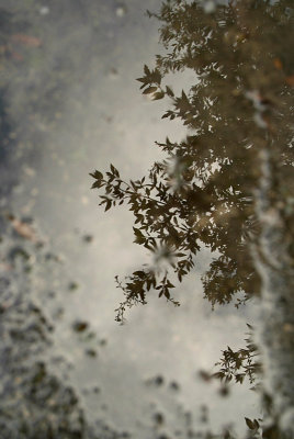 Leaves Reflected in a Puddle