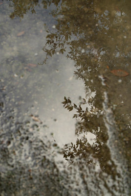 Leaves Reflected in a Puddle 02