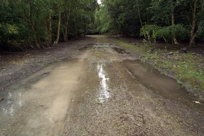 Muddy Track with Puddles