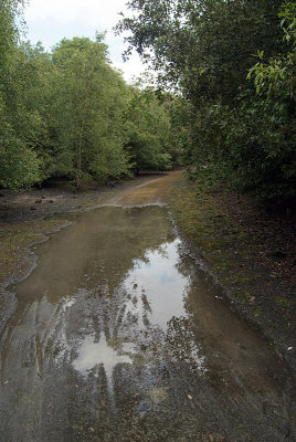 Muddy Track with Puddles 04