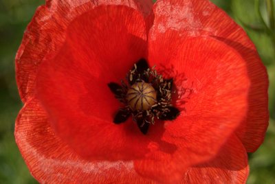 Poppy in a Field from Above