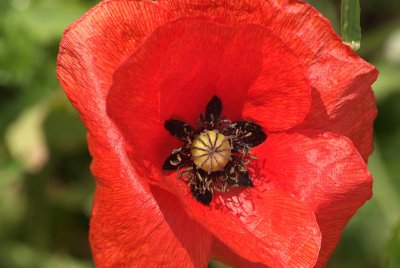 Poppy in a Field from Above 02