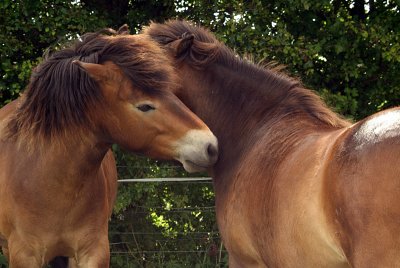 Two Chestnut Ponies Nuzzling