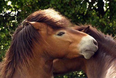 Two Chestnut Ponies Nuzzling 02
