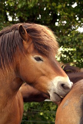 Two Chestnut Ponies Nuzzling 03