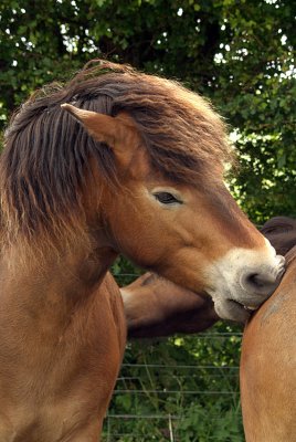 Two Chestnut Ponies Nuzzling 04