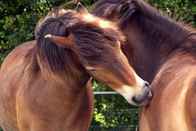 Two Chestnut Ponies Nuzzling 06