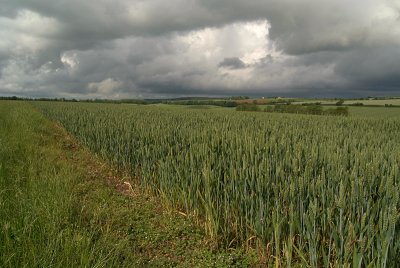 Unripe Wheat Field 05
