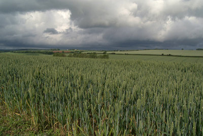 Unripe Wheat Field 06