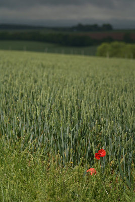 Unripe Wheat Field 08