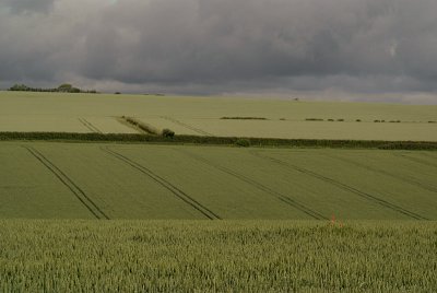 Unripe Wheat Field 10