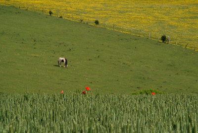 Unripe Wheat Field and Poppies