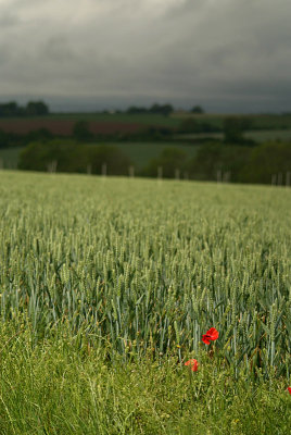 Unripe Wheat Field and Poppies 02