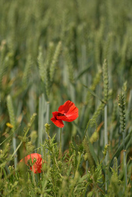 Unripe Wheat Field and Poppies 03