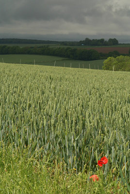 Unripe Wheat Field and Poppies 04
