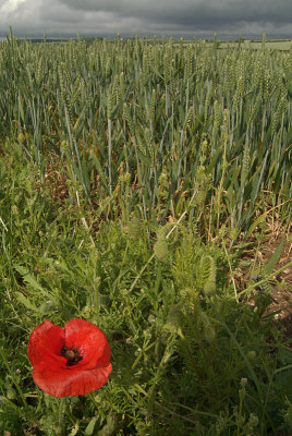 Unripe Wheat Field and Poppy