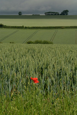 Unripe Wheat Field and Poppy 02
