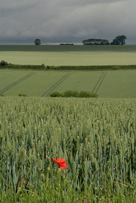 Unripe Wheat Field and Poppy 03