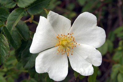 White Dog Rose