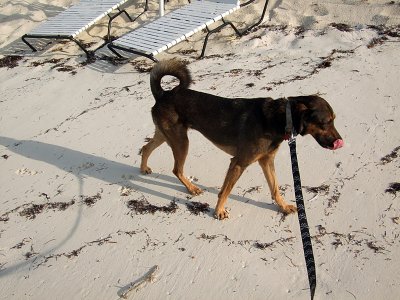 Walking the Dog Grace Bay Beach 10