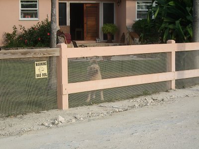 Warning Bad Dog - Guard Dog Behind a Fence