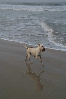 Beach Dog Playing with Coconut