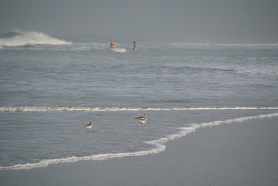 Birds in the Water