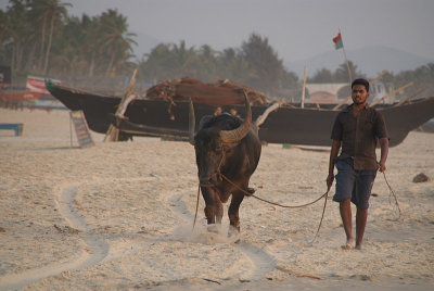 Walking the Water Buffalo