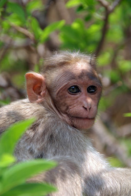 Baby Monkey in the Trees