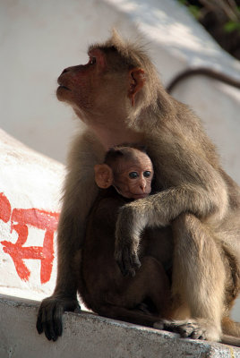 Baby Monkey with Mother