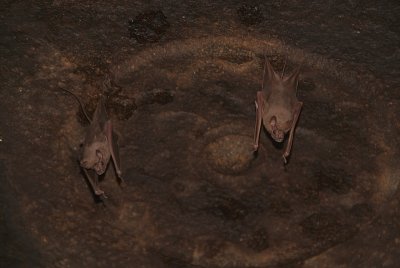 Bats on the Temple Ceiling