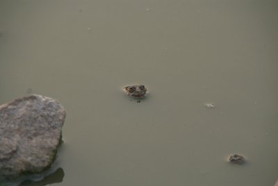 Frog in a Puddle