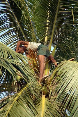 Harvesting Coconuts