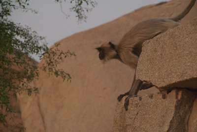 Langur Monkey about to Jump