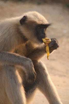 Langur Monkey Eating