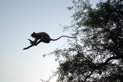Leaping Monkey