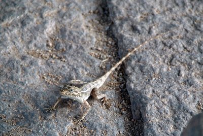 Little Lizzard
