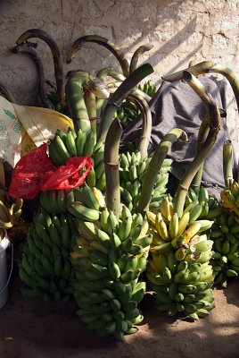 Lots of Bananas