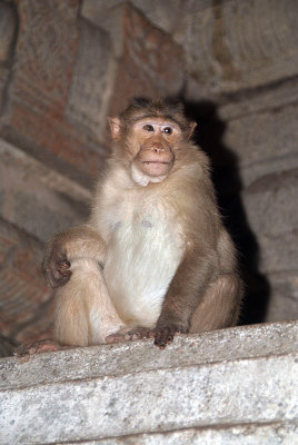 Monkey on the Temple