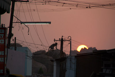 Monkeys at Sunrise