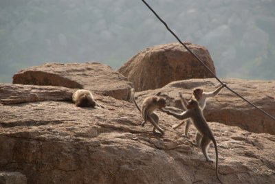 Monkeys Play