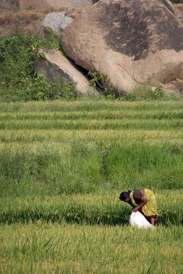 Picking Rice