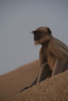 Sitting Langur Monkey